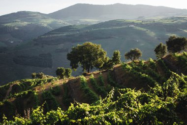 Portekiz, Douro Vadisi 'ndeki üzüm bağlarıyla bezenmiş tepelerin yamaçlarında çarpıcı ve huzurlu bir manzara sergileniyor..