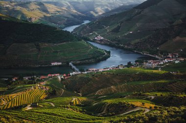 Portekiz, Douro Nehri Vadisi 'ndeki nefes kesici üzüm bağları ve yuvarlanan tepelerle çevrili Pinhao' nun çarpıcı manzarası..