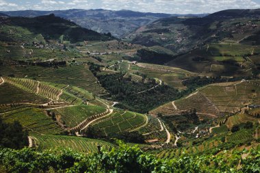 Kuzey Portekiz 'deki Douro Vadisi' ndeki bağlarla kaplı tepelerin manzarası nefes kesici manzaralar ve doğal güzellikler sergiliyor..