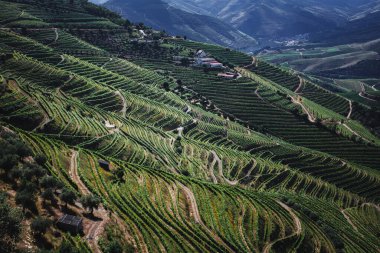 Portekiz, Douro Vadisi 'nde üzüm bağları olan yamaçlarda nefes kesici ve tarihi bir şarap bölgesi sergileniyor..