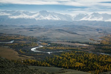 Altından bir sonbahar ormanının panoramik görüntüsü kıvrımlı nehirleri ve ufukta karlı dağları olan Altai Cumhuriyeti.