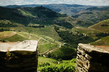 Portekiz 'in Douro Vadisi' ndeki panoramik üzüm bağlarının teraslı tepeleri ve güneşli, geniş bir manzarası var..