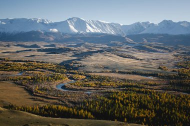 Altay Cumhuriyeti 'ndeki altın bir sonbahar ormanının panoramik manzarası, kıvrımlı bir nehir ve arka planda karla kaplı dağlar, kontrast ve doğal uyumun nefes kesici bir manzarası..