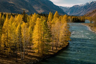 Altai Cumhuriyeti 'ndeki engebeli dağların eteklerinden akan hızlı akan bir nehir altın bir ormanı kesiyor. Su, sonbahar ağaçları ve kayalık yamaçlar tarafından çerçevelenmiş enerji ile dolup taşar..