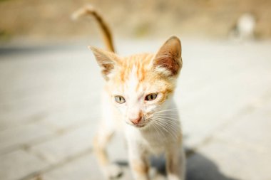 Avluda parlak ışıkta yakalanmış kızıl bir kedi yavrusunun yakın çekimi. Meraklı ifadesi ve yumuşak kürkü sıcaklık ve masumiyet saçıyor..