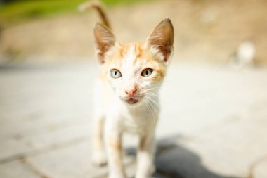 Bakışları açık ve masum, yumuşak gün ışığında yıkanmış kızıl bir kedi yavrusu. Hafif tonlar saflığı ve sessiz sıcaklığı vurgular..