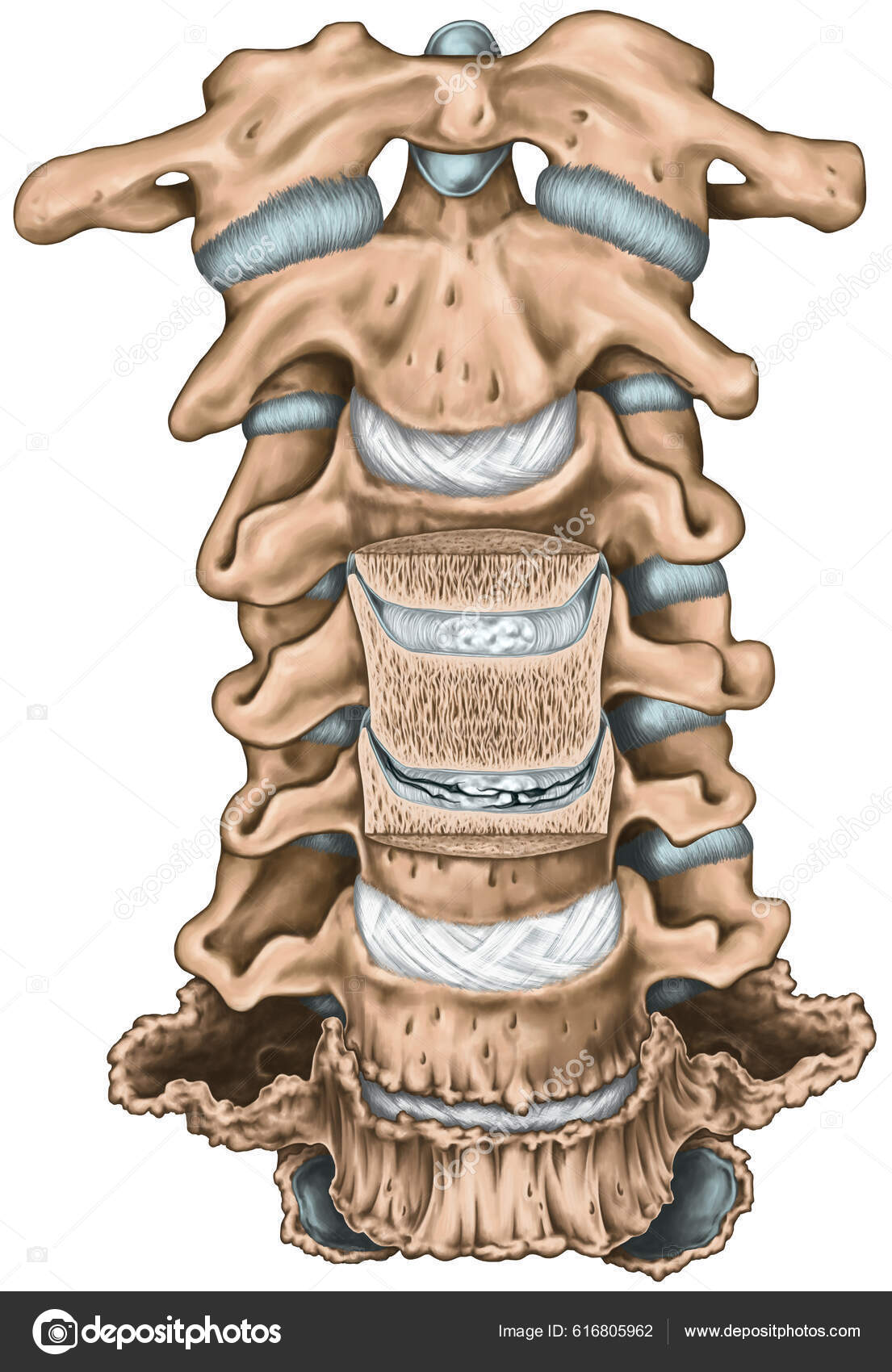 Degenerative Changes Cervical Spine Uncinate Process Uncovertebral  Arthrosis Anatomy Human Stock Photo by ©stihii 616805962
