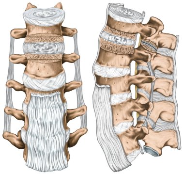 Ligaments and lumbar spine structure, anterior longitudinal, intertransverse, interspinous and supraspinous ligaments, anatomy of human bony system, human skeletal system, anterior and lateral view clipart