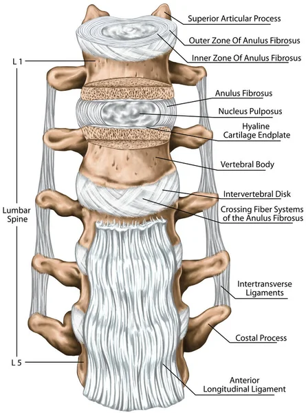 腰椎韧带 腰椎结构 前纵向韧带 横向韧带 人体骨骼系统解剖学 人类骨骼系统 前视图 — 图库照片