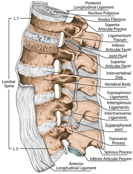 腰椎構造 前側縦 痙攣性靭帯 ヒト骨系の解剖学 ヒト骨格系 左側視野 — ストック写真