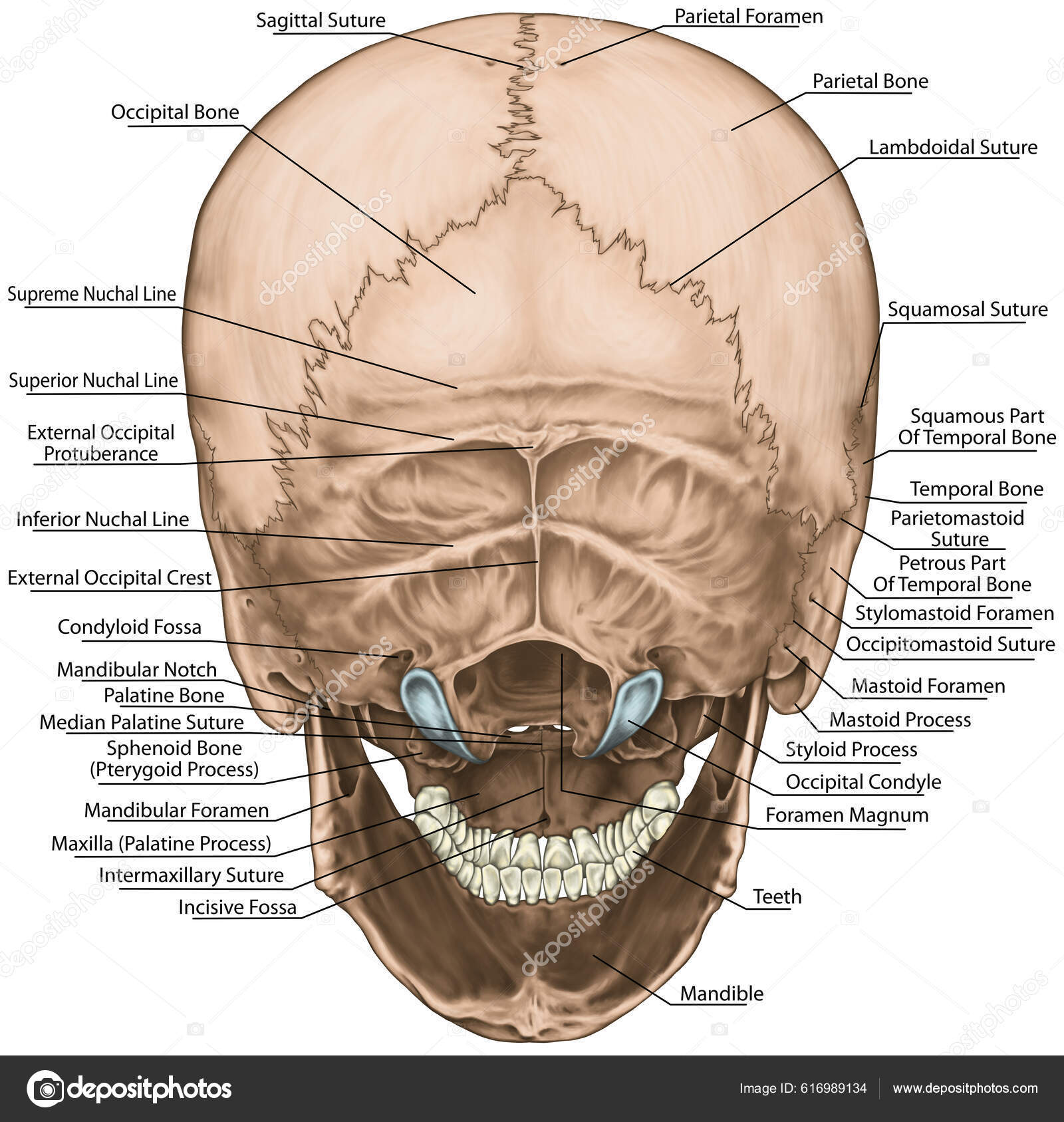 Osso ​ mandíbula (aspecto lateral).