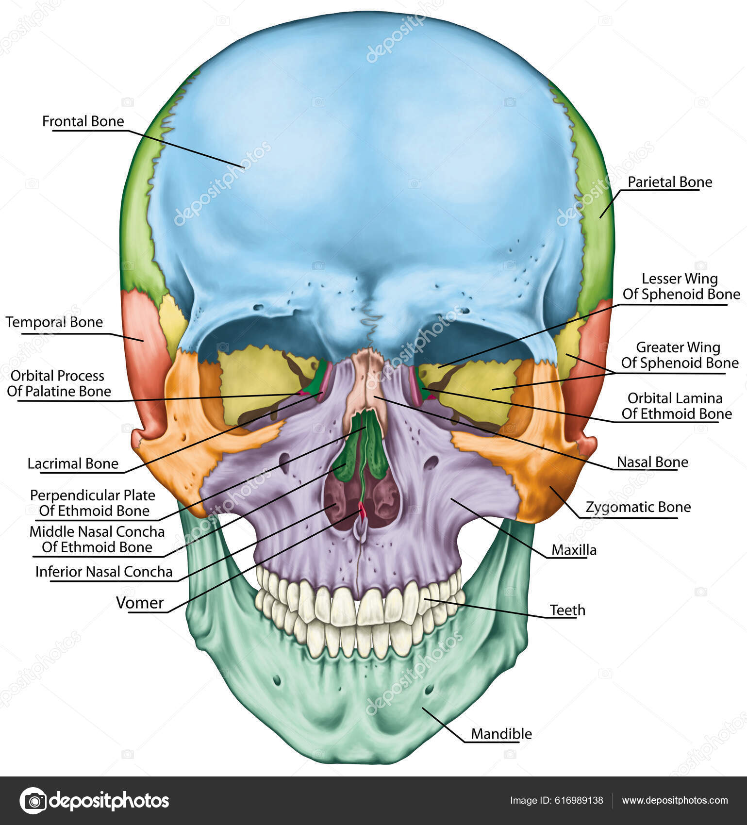 Bones Cranium Bones Head Skull Individual Bones Salient Features