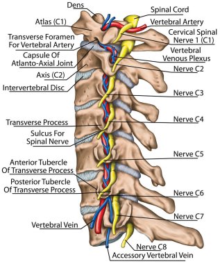 Cervical spine with both vertebral arteries in transverse foramen and the emerging spinal nerves. Topographic relationship of the spinal nerve and vertebral artery. Lateral view.  clipart