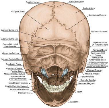 Kafatası kemikleri, kafatası, insan kafasındaki kemiklerin anatomik yapısı, kafatası kemiği, kafatası kemiği, kafatası kemiği, şakak kemiği, dış kafatası çıkıntısı, arka görüş.