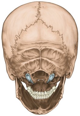 Kafatası kemikleri, kafatası, insan kafasındaki kemiklerin anatomik yapısı, kafatası kemiği, kafatası kemiği, kafatası kemiği, şakak kemiği, dış kafatası çıkıntısı, arka görüş.