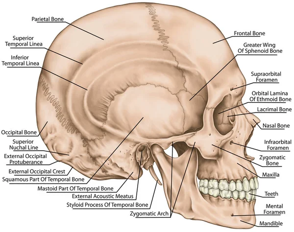 Schädelknochen Schädelknochen Schädelknochen Die Grenzen Des Gesichtsskeletts Die Nasenhöhle Die — Stockfoto