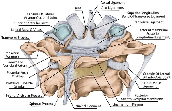 中央大西洋共同体の靭帯 アトラスと軸の靭帯 子宮頸椎 脊椎形態 第1および第2頸椎 子宮頸椎 アトラス アトラントアキシアル関節 Posterosuperview — ストック写真