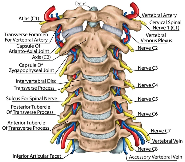 stock image Cervical spine with both vertebral arteries in transverse foramen and the emerging spinal nerves. Topographic relationship of the spinal nerve and vertebral artery. Anterior view. 