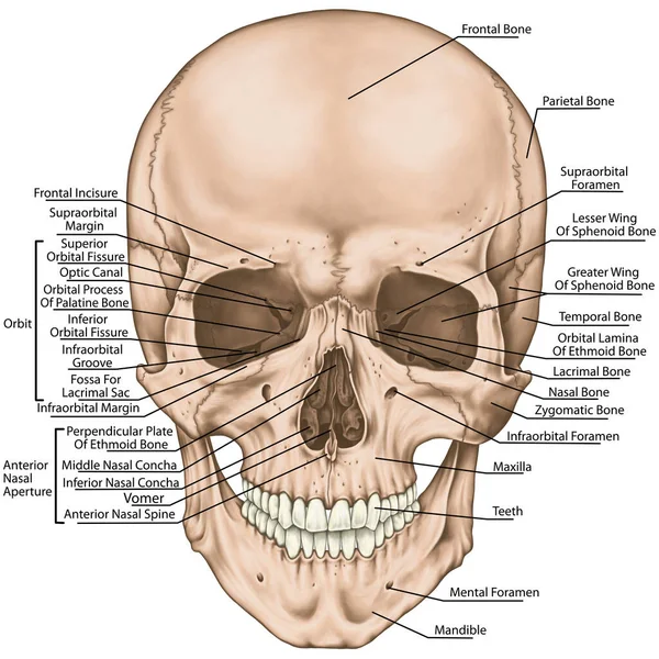 The bones of the cranium, the bones of the head, skull. The boundaries of the facial skeleton, viscerocranium. The nasal cavity, the anterior nasal aperture, the orbit. Anterior view.