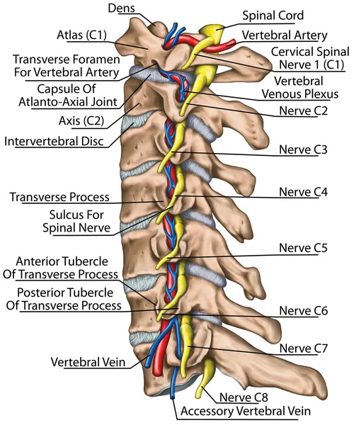 横紋筋と新興脊髄神経の両方の椎骨動脈を持つ子宮頸椎 脊髄神経と脊椎動脈の地形的関係 側面図 — ストック写真