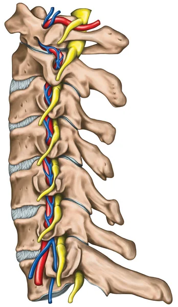 两边都有椎动脉横孔和新出现的脊髓神经 脊髓神经与椎动脉的拓扑关系 横向观点 — 图库照片