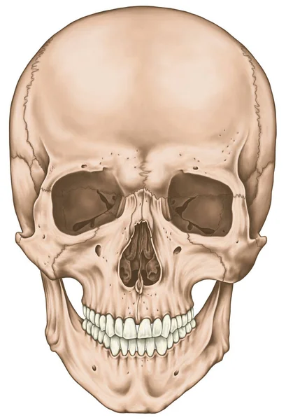 Kafatasının Kemikleri Kafasının Kemikleri Kafatası Yüz Iskeletinin Sınırları Viscerocranium Burun — Stok fotoğraf