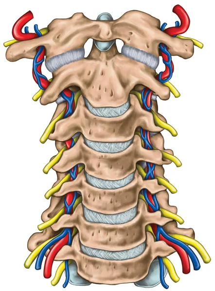 两边都有椎动脉横孔和新出现的脊髓神经 脊髓神经与椎动脉的拓扑关系 前面的观点 — 图库照片