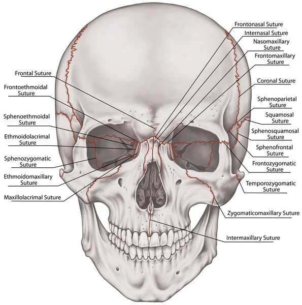 缝合线颅骨的接缝头颅骨颅骨的骨节颅骨的主要关节颅骨之间的缝合线前面的观点 — 图库照片