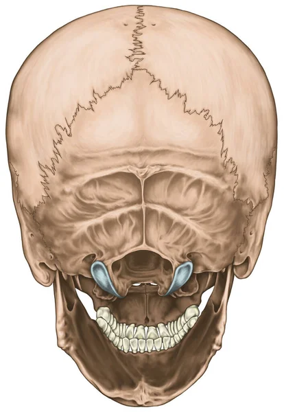 Kafatası Kemikleri Kafatası Insan Kafasındaki Kemiklerin Anatomik Yapısı Kafatası Kemiği — Stok fotoğraf