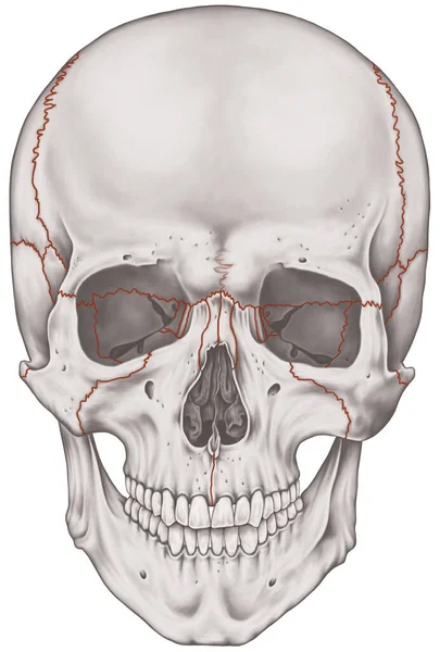 Dikişler Kafatası Kafa Kafatası Eklemleri Kafatası Kemiklerinin Başlıca Eklemleri Kemiklerin — Stok fotoğraf