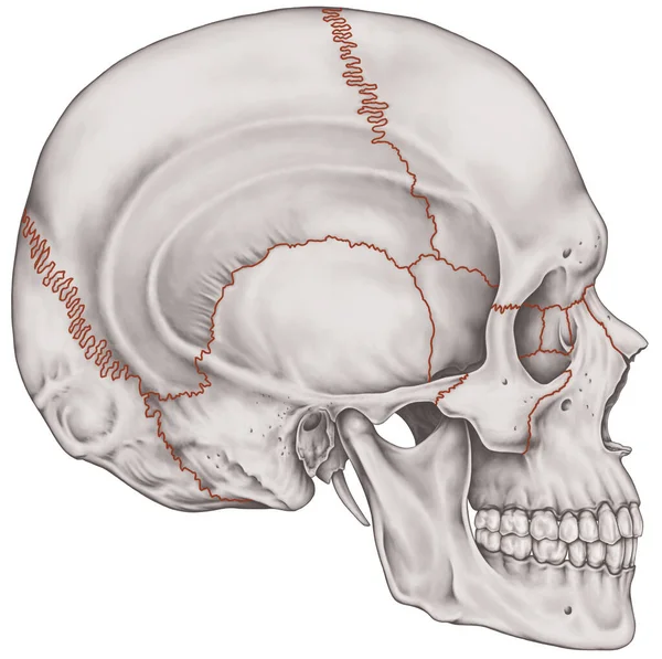 缝合线颅骨的接缝头颅骨颅骨的骨节颅骨的主要关节颅骨之间的缝合线横向观点 免版税图库照片