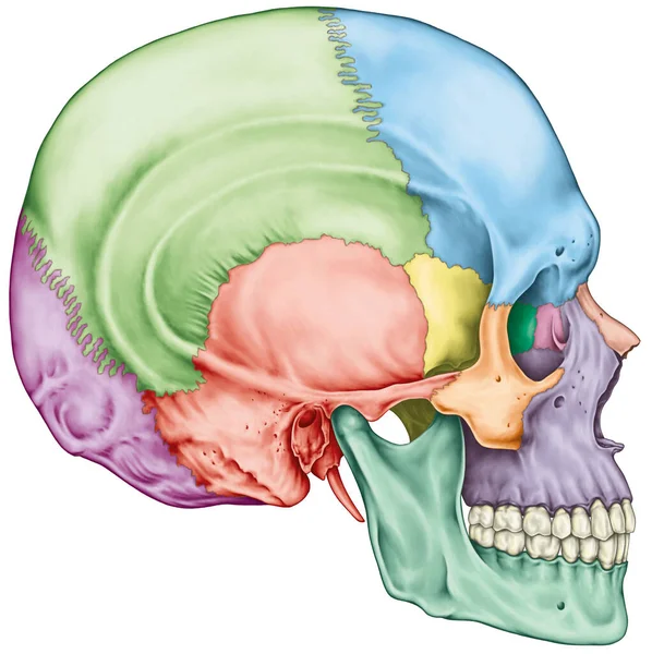 Ossos Crânio Ossos Cabeça Crânio Ossos Individuais Suas Características Salientes Imagem De Stock