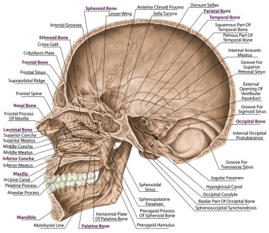 Kafatası boşluğu. Kafatasının kemikleri, kafasının kemikleri, kafatası. Sinir ve kan damarları, foramen ve işlemler için açılır. Kafatası kemiklerinin isimleri. Sagittal bölüm. 