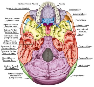 The bones of the cranium, the bones of the head, skull. The individual bones and their salient features in different colors. The names of the cranial bones. Basal aspect of the skull. Inferior view.  clipart