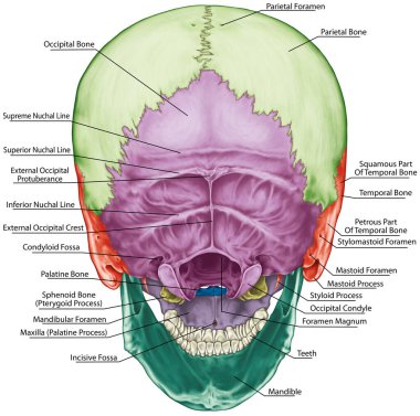 The bones of the cranium, the bones of the head, skull. The individual bones and their salient features in different colors. The names of the cranial bones. Posterior view. clipart