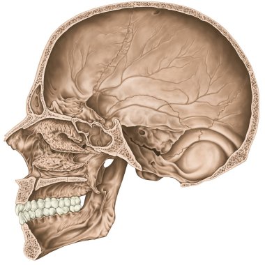 Kafatası boşluğu. Kafatasının kemikleri, kafasının kemikleri, kafatası. Sinir ve kan damarları, foramen ve işlemler için açılır. Sagittal bölüm. 