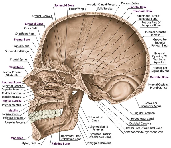 Cranial Cavity Bones Cranium Bones Head Skull Openings Nerves Blood — Stock Photo, Image