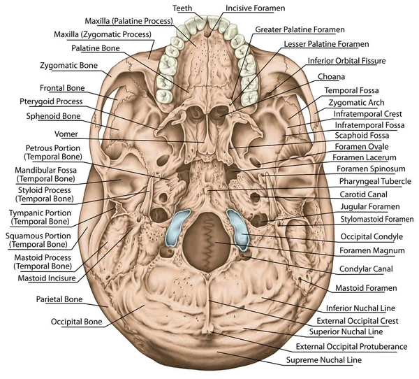 神经和血管的开口 排便和过程 颅骨的名字 颅骨的基部低劣的观点 — 图库照片