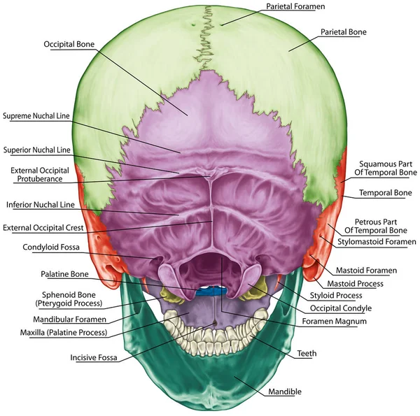 stock image The bones of the cranium, the bones of the head, skull. The individual bones and their salient features in different colors. The names of the cranial bones. Posterior view.