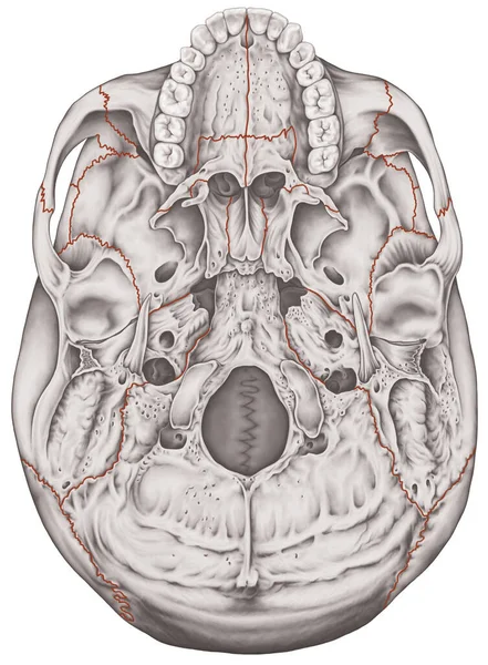 Las Suturas Las Articulaciones Los Huesos Del Cráneo Cabeza Cráneo —  Fotos de Stock
