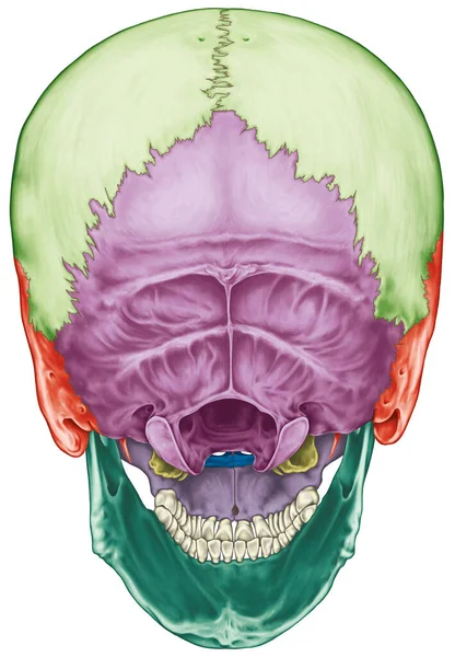 Oasele Craniului Oasele Capului Craniul Oasele Individuale Caracteristicile Lor Importante — Fotografie, imagine de stoc