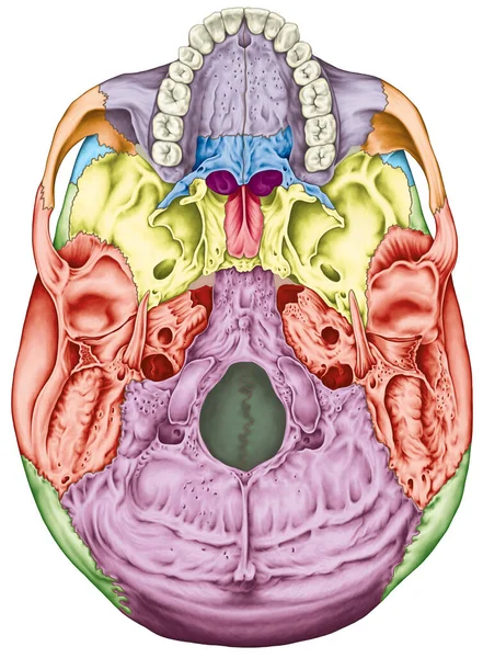 Les Crâne Les Tête Crâne Les Individuels Leurs Caractéristiques Saillantes Image En Vente