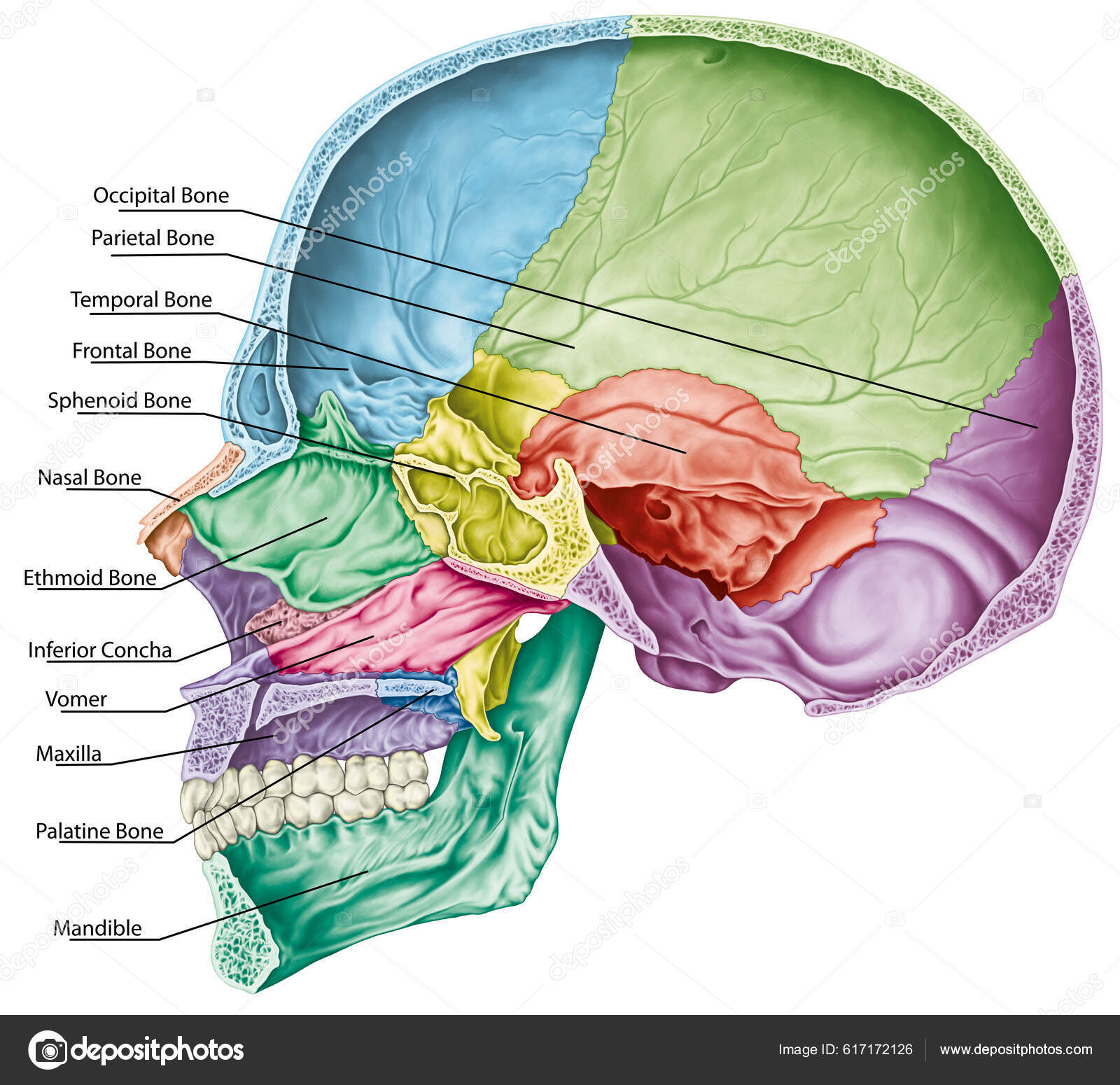 Cavitatea Craniană Oasele Craniului Oasele Capului Craniul Oasele  Individuale Caracteristicile ⬇ Fotografie de stoc, imagine realizată de ©  stihii #617172126