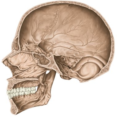 Kafatası boşluğu. Kafatasının kemikleri, kafasının kemikleri, kafatası. Sinir ve kan damarları, foramen ve işlemler için açılır. Parasagittal bölüm. 