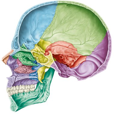 Kafatası boşluğu. Kafatasının kemikleri, kafasının kemikleri, kafatası. Kemikler ve belirgin özellikleri farklı renklerdeydi. Sagittal bölüm. 