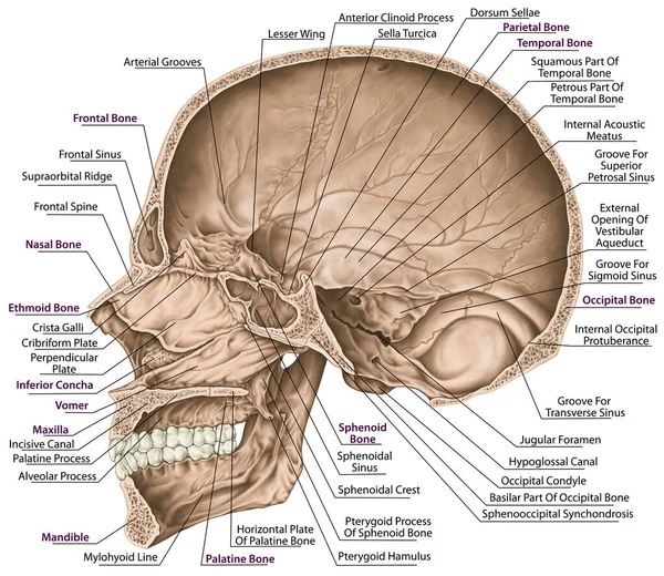 Cavidade Craniana Ossos Crânio Ossos Cabeça Crânio Aberturas Para Nervos — Fotografia de Stock