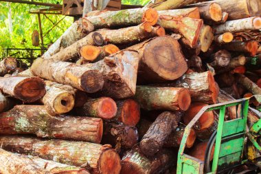 Yığın ve odun yığını kereste hasatı. Ağaç kesme endüstrisi: Orman kesme. Bir yığın testere günlüğü