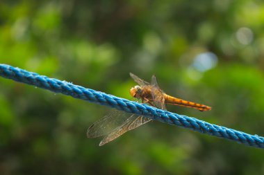Yusufçuk bir ipe tüneyip kanatlarını çırpar. Yusufçuk mavi bir ipe oturur..
