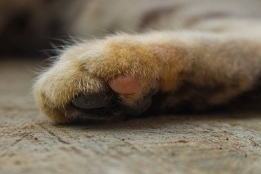 Detaylı çekim, yumuşak kürk ve kahverengi bir kedinin patilerini dokulu zemin zeminine çarpıyor.