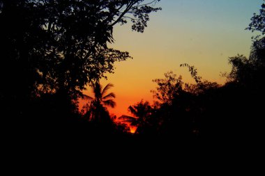 Gün batımında Mavi ve Turuncu Gökyüzüne Karşı Ağaçların Silüeti